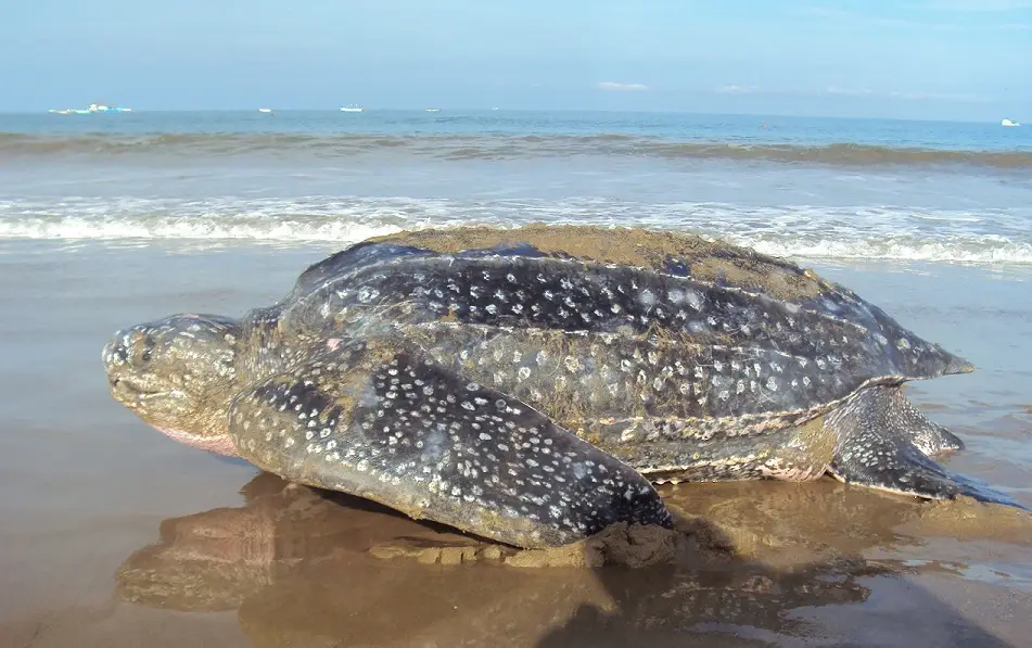 Tortuga Laúd o Baula