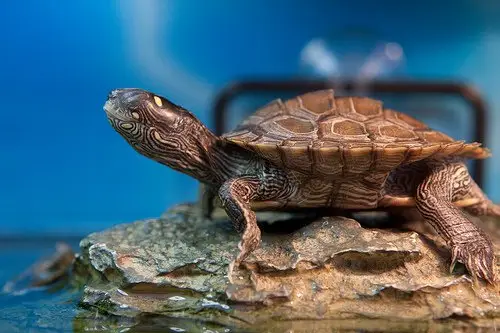 Tortuga Mapa