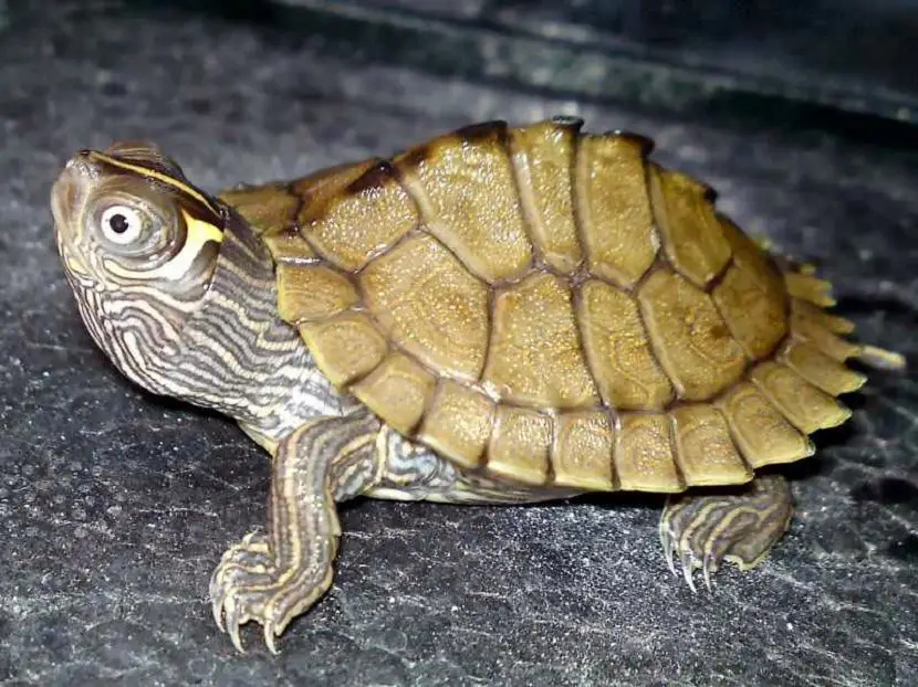 Tortuga Mapa
