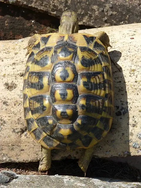 Tortuga Mediterránea