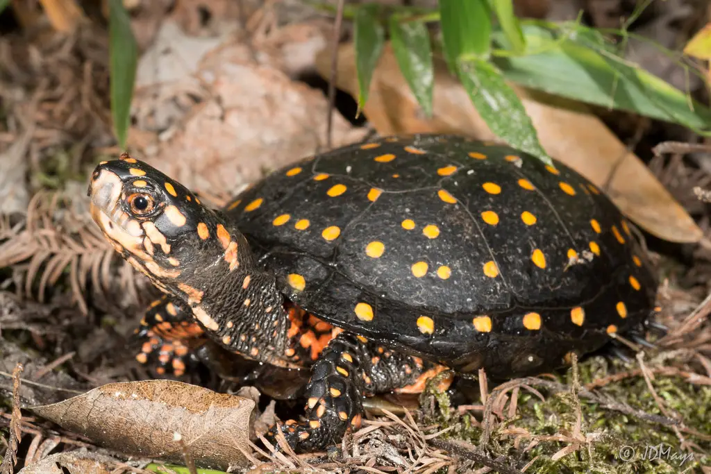 Tortuga Moteada