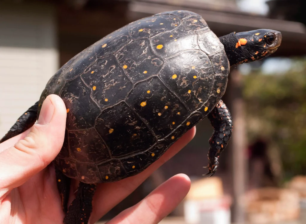 Tortuga Moteada