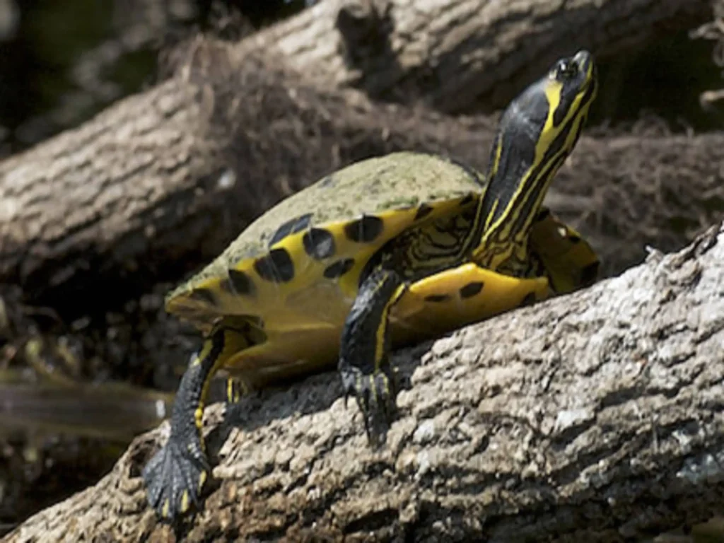 Tortuga de Orejas Amarillas