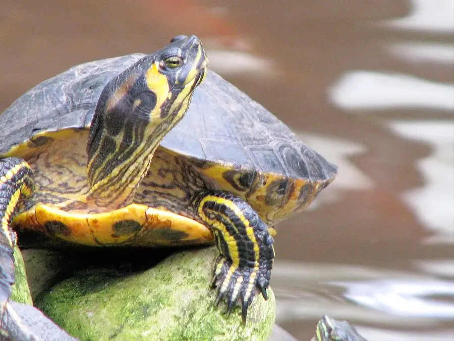 Tortuga de Orejas Amarillas