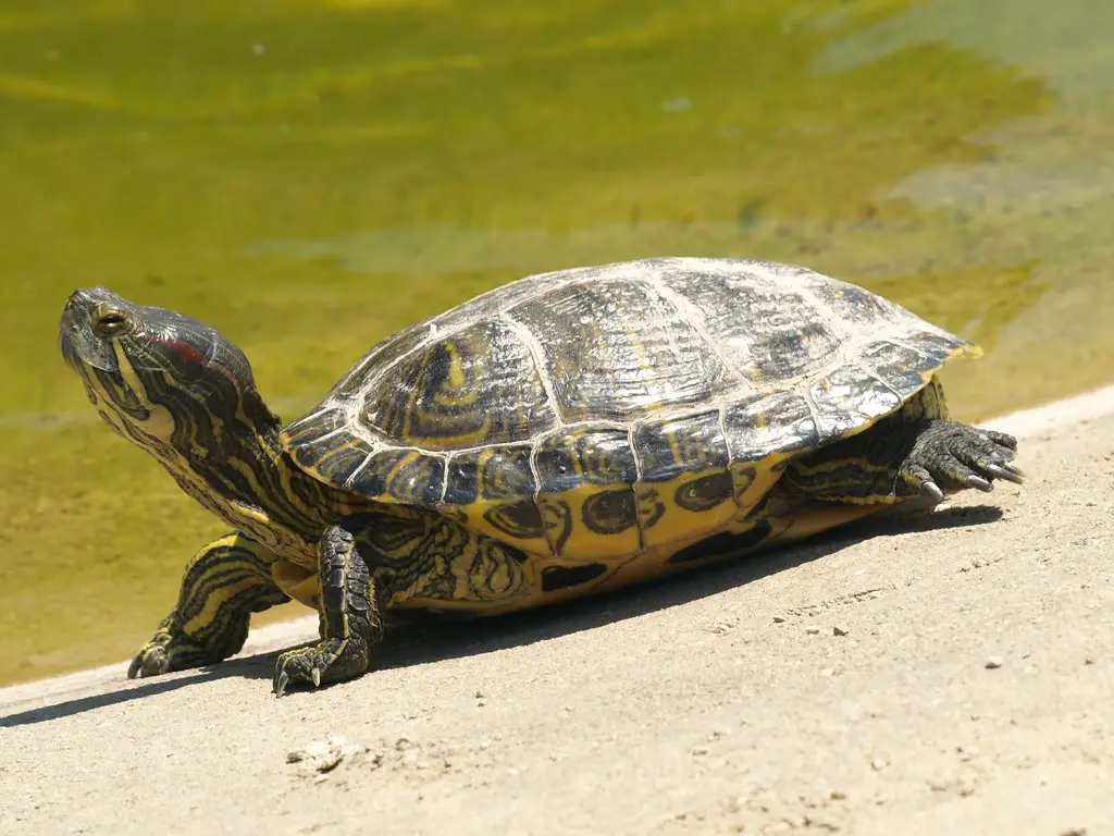 Tortuga de Orejas Amarillas
