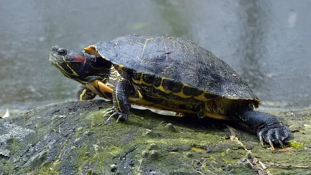Tortuga de Orejas Rojas