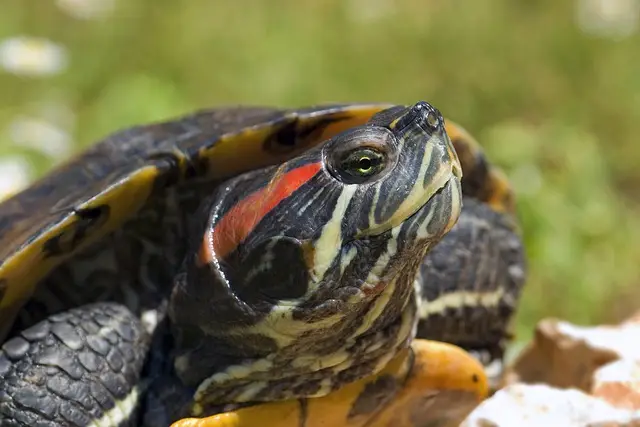 Tortuga de Orejas Rojas