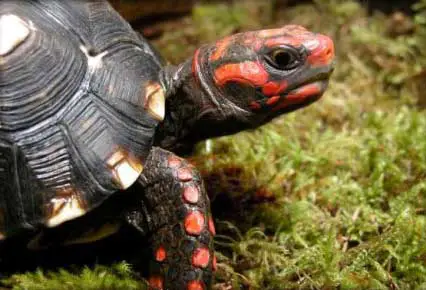 Tortuga de Patas Rojas