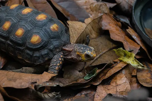 Tortuga de Patas Rojas