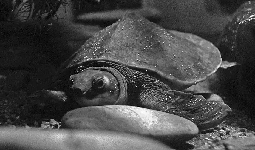 Tortuga de Ramsay nariz de cerdo