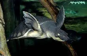 Tortuga de Ramsay nariz de cerdo