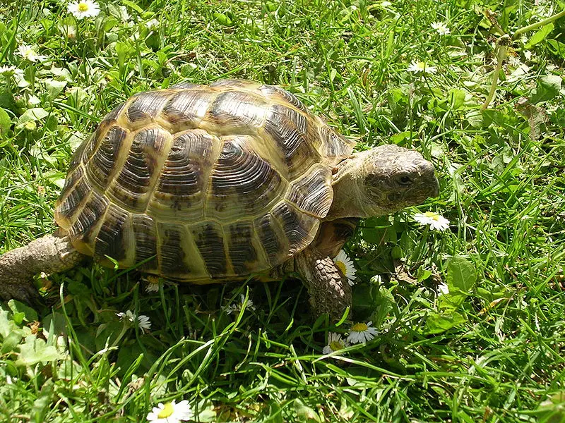 Tortuga Rusa