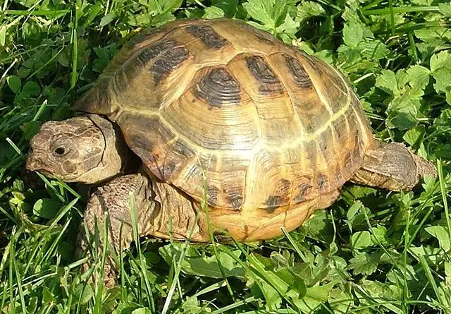Tortuga Rusa