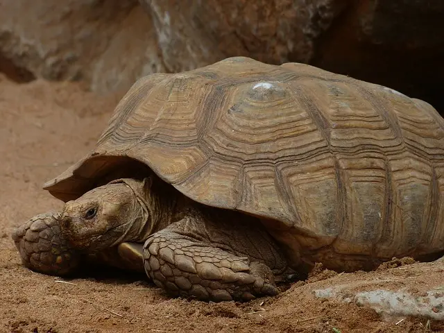 Tortuga Sulcata