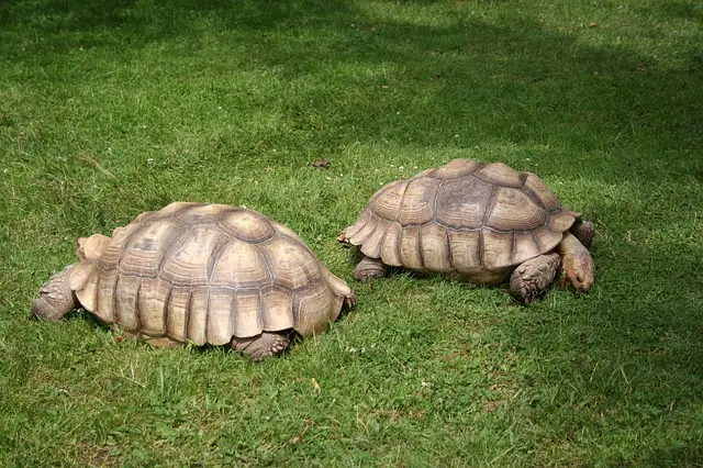 Tortuga Sulcata