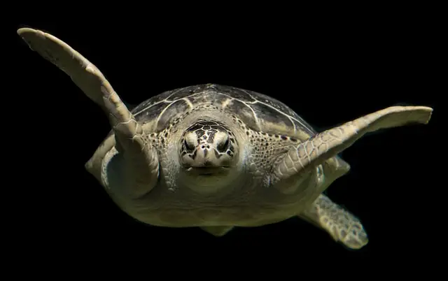 Tortuga Verde