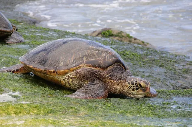 Tortuga Verde