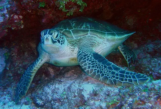 Tortuga Verde