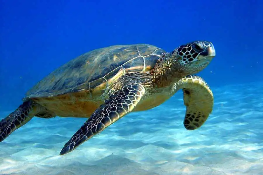 Tortuga Bastarda